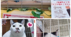 昨日は秘密結社ねこのひげ譲渡会♪