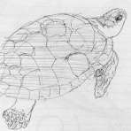 魚イラスト・クロッキーを素人がひたすら描き続けるブログ