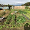最終収穫は落花生、紅はるか、ニラ