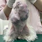 なごみ動物病院　ブログ