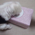 元保護犬 マルチーズとトイプードルの記録♪