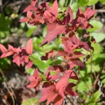 山くらしの日々より