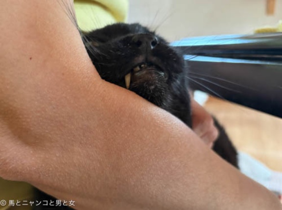 反応無し