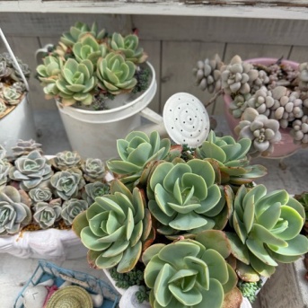 ＊ピーチプリデと目覚めた子持ち蓮華