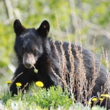 『兵庫県のクマを守る署名』の画像