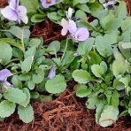 花のある暮らし