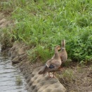 自然の生き物は適応力が強いのよ