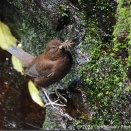 2026年4月2日：今日の野鳥撮りの散歩＜お山でカワガラスとお花！＞