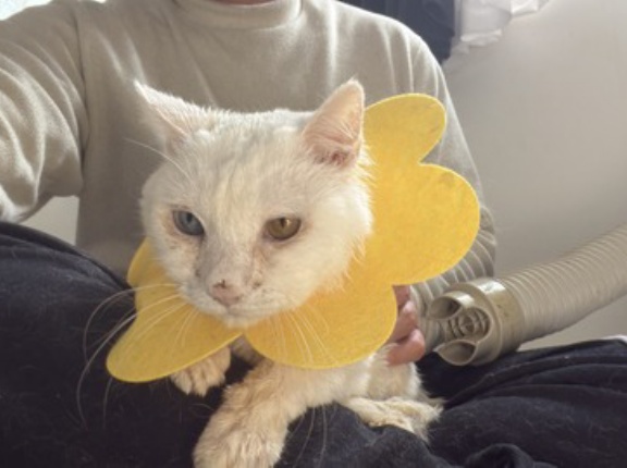 生ける宝石、春の陽に輝く　20260312