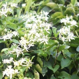 『国東の食環境（455）ニガウリ』の画像