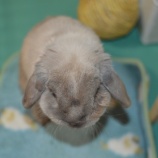 『一眼レフで撮ってもらった、そら🐇』の画像