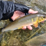 釣りキチ三子の釣れづれ日記