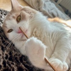猫だらけ