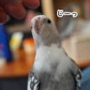 攻撃するしないクスィー