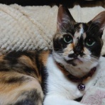 酒とロックな日常