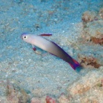 石垣島ダイビングブログ