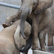 砥愛ちゃん！お姉ちゃんの頭は跨ぐもんじゃありません！