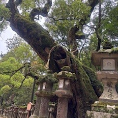春日大社①