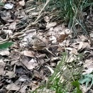 ケーズデンキ往復ラン