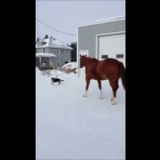 おもしろ動画NAVI