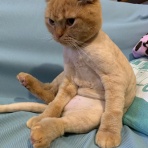 にゃんこ速報～修羅場・キチママ・生活まとめ～