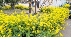 久しぶりの菜の花祭りに行ってきました！