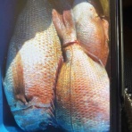 みなもと渡船のオフィシャルblog