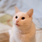 『在りし日の愛猫～モモちゃんを猫カムラン　2022/02/11』の画像