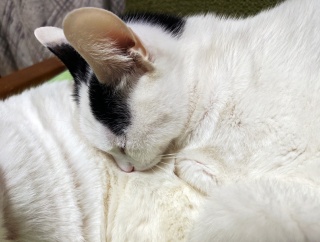 甘えるノリちゃん