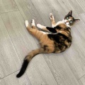 キャリコちゃん3歳になりました