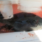 濱田渡船 愛媛県宇和島市 御五神