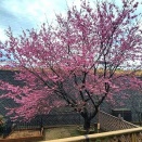 団地の桜や我が家の小夏桜も見頃を迎えました！