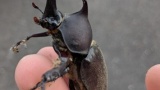 （轟速報）家出たらカブトムシおったんだが？！！（※画像あり）