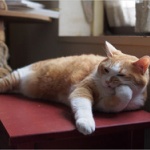 【動画】ネコネコネコ！　「ブサかわ猫ちゃん」山手線ジャック企画が話題にｗｗｗ