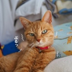 湘南凸凹柴WAN日記
