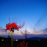 『ヒガンバナ。』の画像