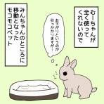 こうさぎ みんの日常