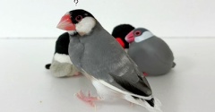 レモン文鳥クラブ
