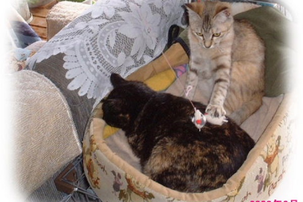 東北生まれの田舎生活 過去と現在の日常日記 室内飼いの猫遊ぶ写真 動画少々