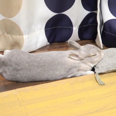 ご飯を催促するうさぎさんのこの態度 キルアルーム