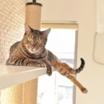 ベンガル猫ちょびろぐ