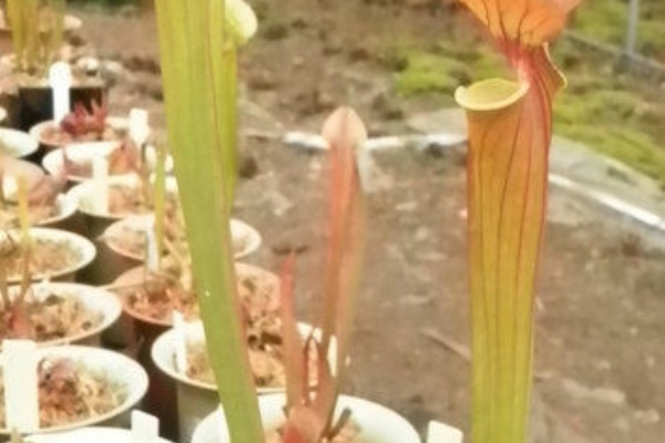 食虫植物 サラセニア 東北栽培 サラセニア