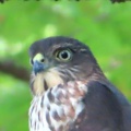 野鳥雀鷹（ツミ）の幼鳥を撮る20🦅📸（太田市）
