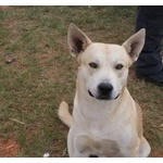 「逃走容疑者の飼い犬」に飼い主を追跡させた結果…