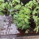 トマト苗の鉢上げ