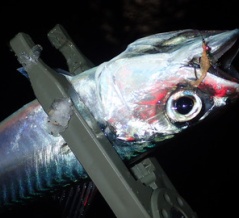 強風の堤防でアジ・サバ再調査──状況悪化の中でも成立したジグ単横風攻略