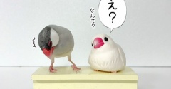 悩めるジルたん、姉たんに相談する