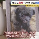 引き取った仔犬が翌日急死、ネット掲示板の譲渡トラブル。