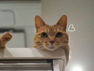 キッチンカウンターに猫♪