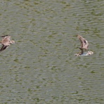 花鳥風枝